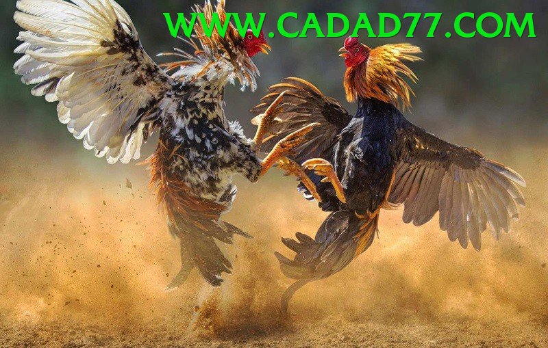 Đá Gà Trực Tiếp - fe88