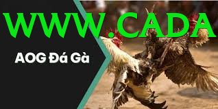 Đá Gà Trực Tiếp - Ưu đãi đặc biệt